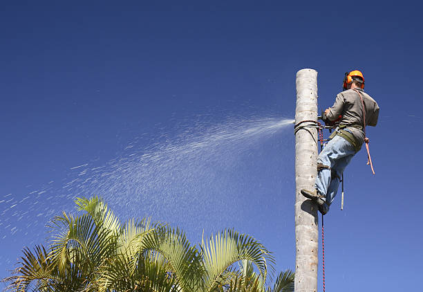 How Our Tree Care Process Works  in  Zephyrhills, FL