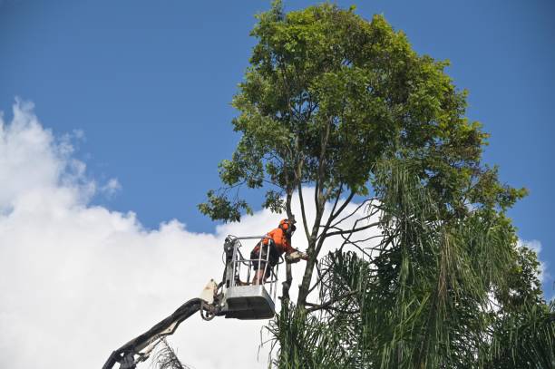 Trusted Zephyrhills, FL Tree Removal Services Experts