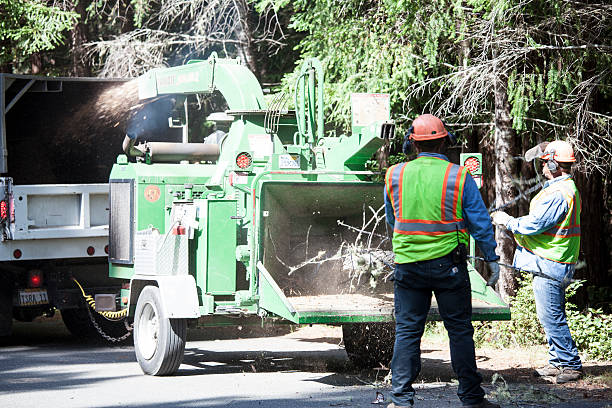 Lawn Renovation and Restoration in Zephyrhills, FL