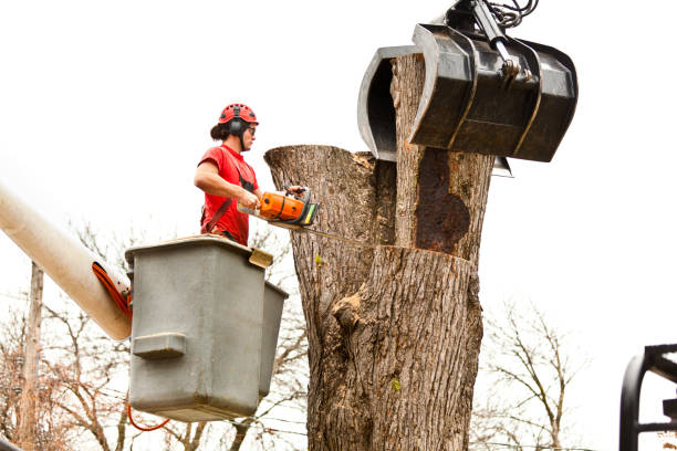 Best Tree Mulching  in Zephyrhills, FL